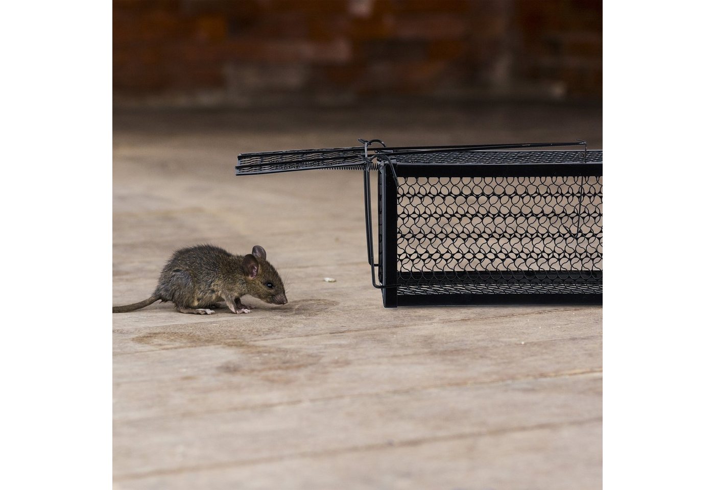 relaxdays Lebendfalle Mäuse und Ratten 2er Set – Bild 5 von 5