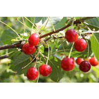 Sauerkirsche »Achat«, Obstbaum, wurzelecht, winterhart, mehrjährig, selbstfruchtbar