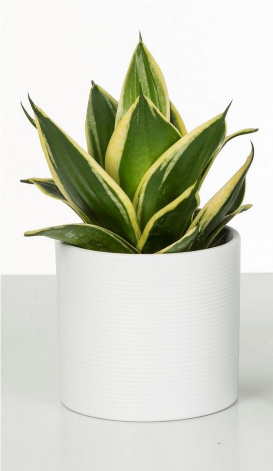 Scheurich Blumentopf 28/828 – Bild 3 von 3
