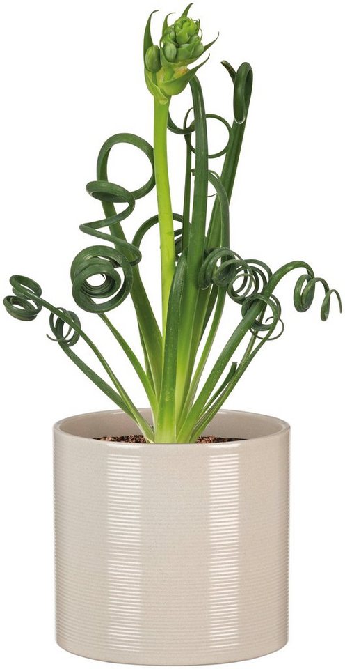 Scheurich Blumentopf 28/828 – Bild 2 von 2