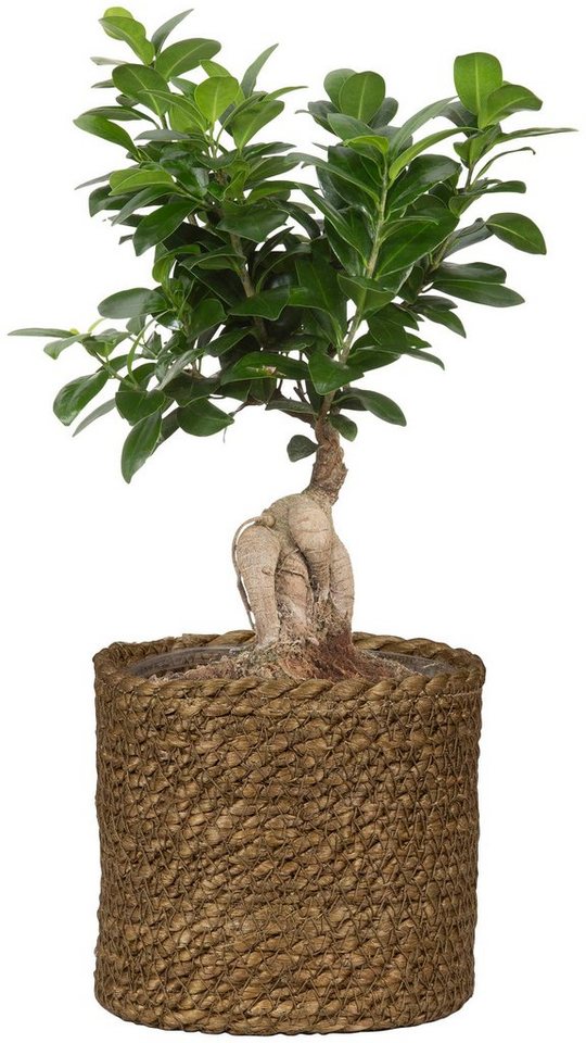 Scheurich Blumentopf brown 26/508 – Bild 3 von 5