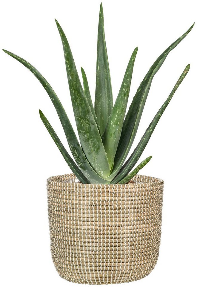 Scheurich Blumentopf white 17/513 – Bild 3 von 5