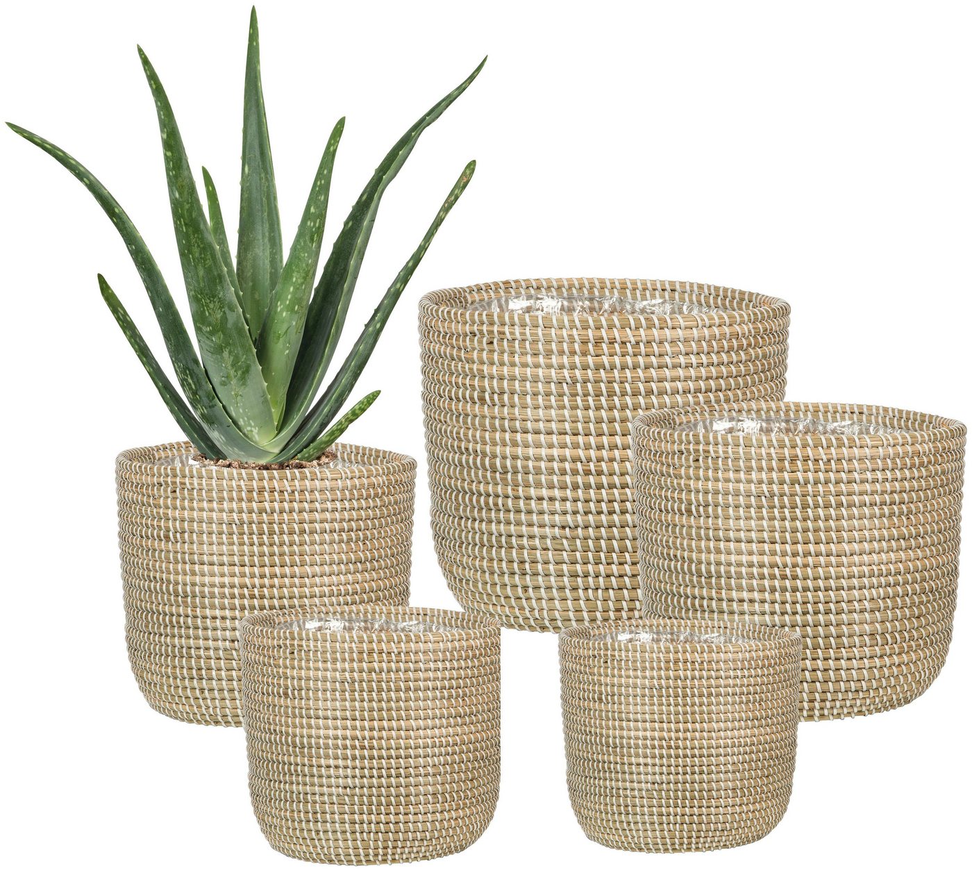 Scheurich Blumentopf white 17/513 – Bild 4 von 5