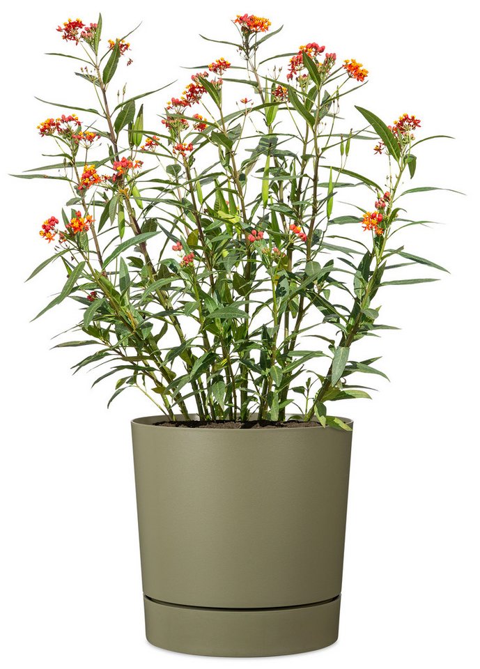 Scheurich Übertopf 47/235 PLANO+, Pflanzgefäß aus Kunststoff, ØxH: 46,7x46 cm – Bild 3 von 3
