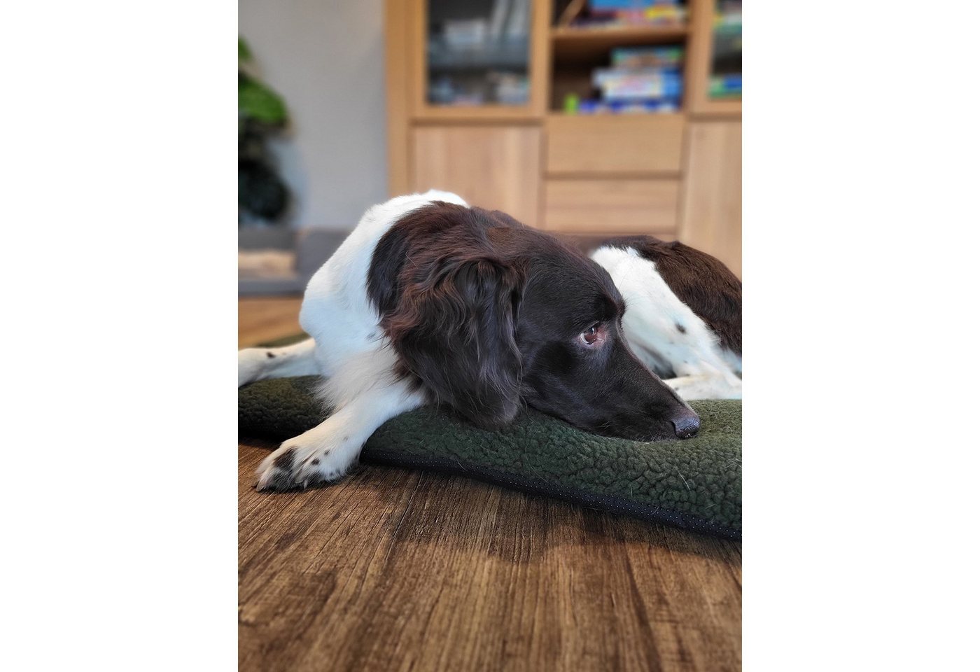 Schmidt Hundebett Groß Oliv, Polyester, waschbar bei 30 Grad & Rutschfest – Bild 4 von 4