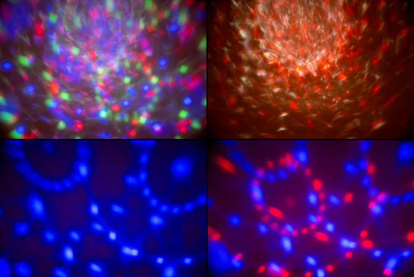 Showlite Discolicht MEL-4 Multi-Effect-Light, LED fest integriert, Farbwechsler, integriertes Mikrofon für Musiksteuerung – Bild 5 von 5