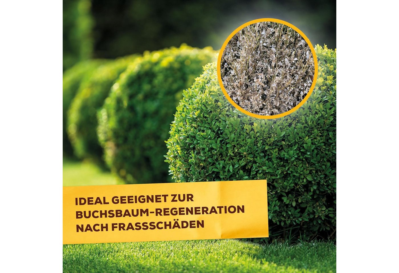 Solabiol Spezialdünger Solabiol Buchsbaum-Dünger mit Wurzelaktivator, 1,5 kg – Bild 4 von 5