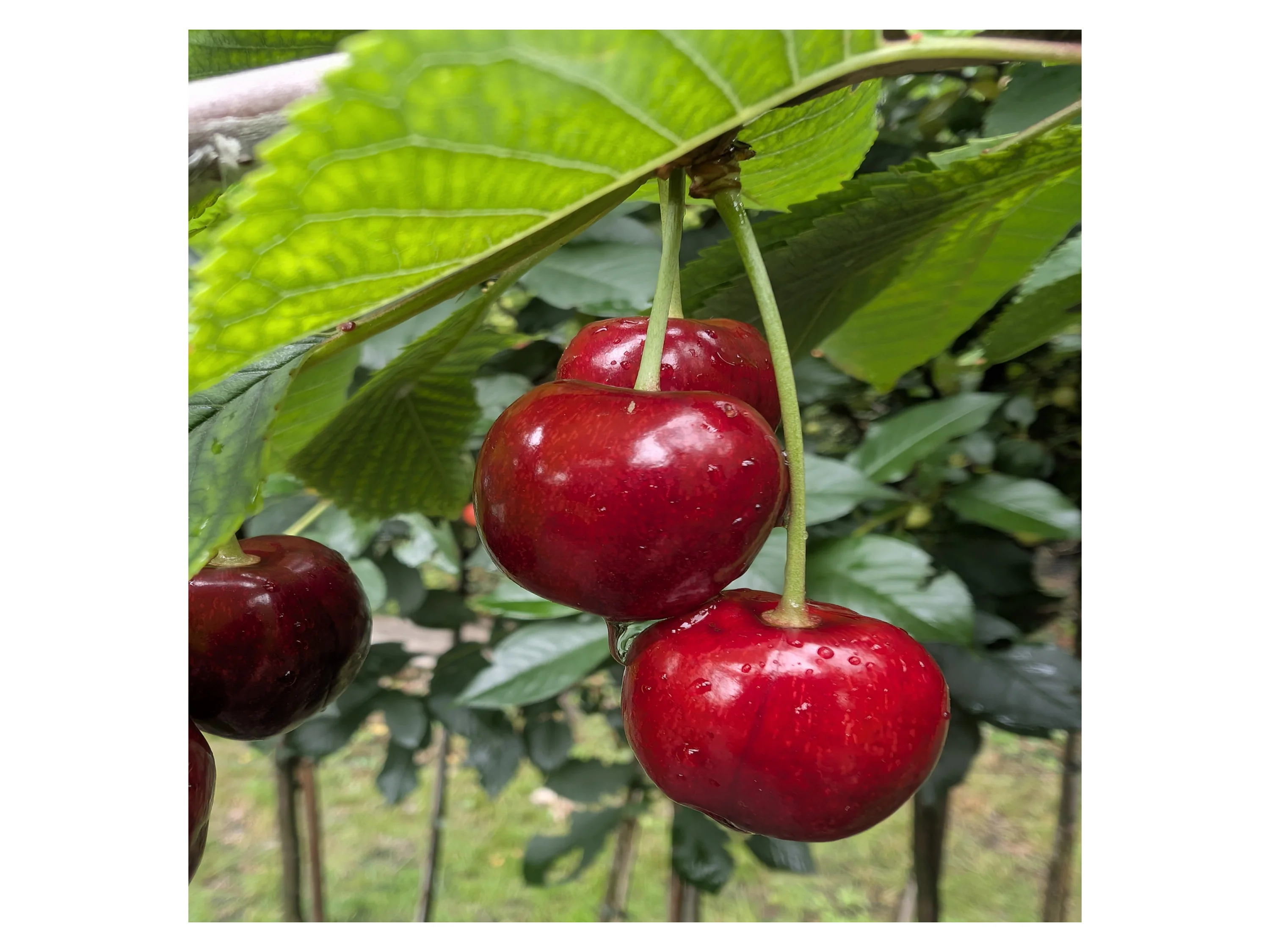Starterset Obstbäume, bestehend aus je 1 Buschbaum: Apfel 'Cox Orange', Birne 'Frühe von Trevoux', Kirsche 'Schneiders Späte'® – Bild 2 von 4