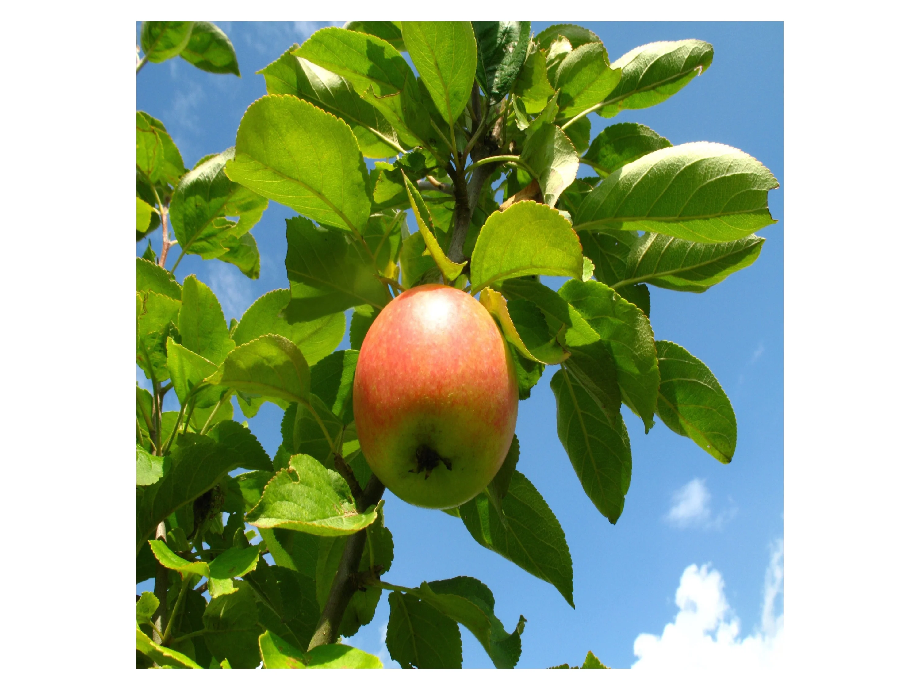 Starterset Obstbäume, bestehend aus je 1 Buschbaum: Apfel 'Cox Orange', Birne 'Frühe von Trevoux', Kirsche 'Schneiders Späte'® – Bild 3 von 4