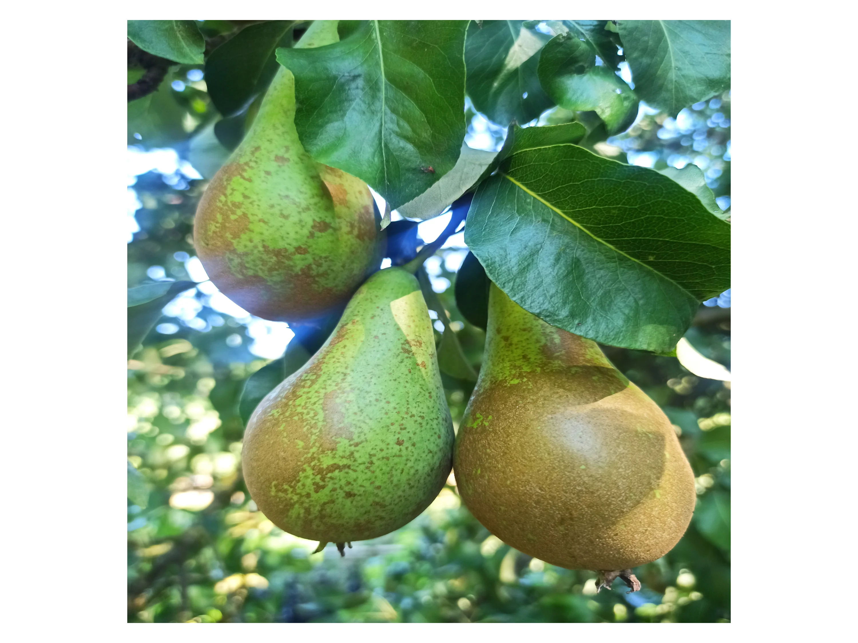 Starterset Obstbäume, bestehend aus je 1 Buschbaum: Apfel 'Cox Orange', Birne 'Frühe von Trevoux', Kirsche 'Schneiders Späte'® – Bild 4 von 4