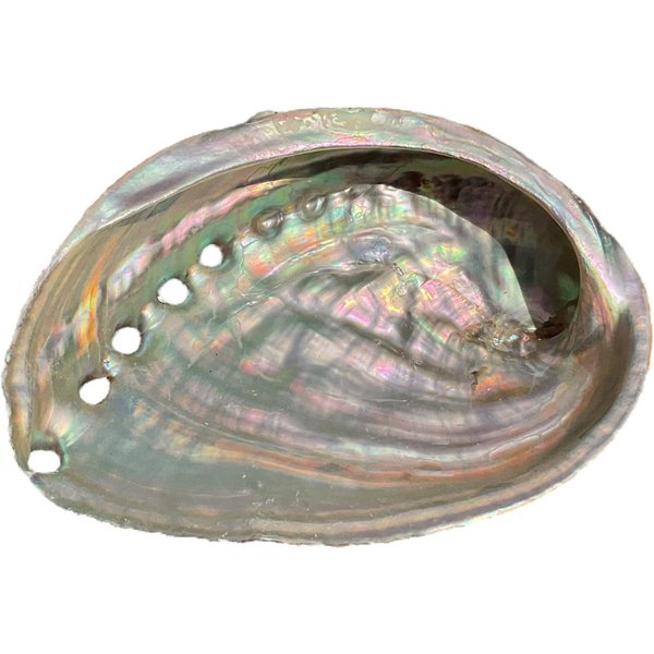 Steinfixx® Dekoschale Abalone Paua Muschel I Räucherschale I Perlmutt Meeresmuschel (100 % echt aus Mexiko, 1 St., Seifenschale I Schmuckschale), 100x70x15 mm
