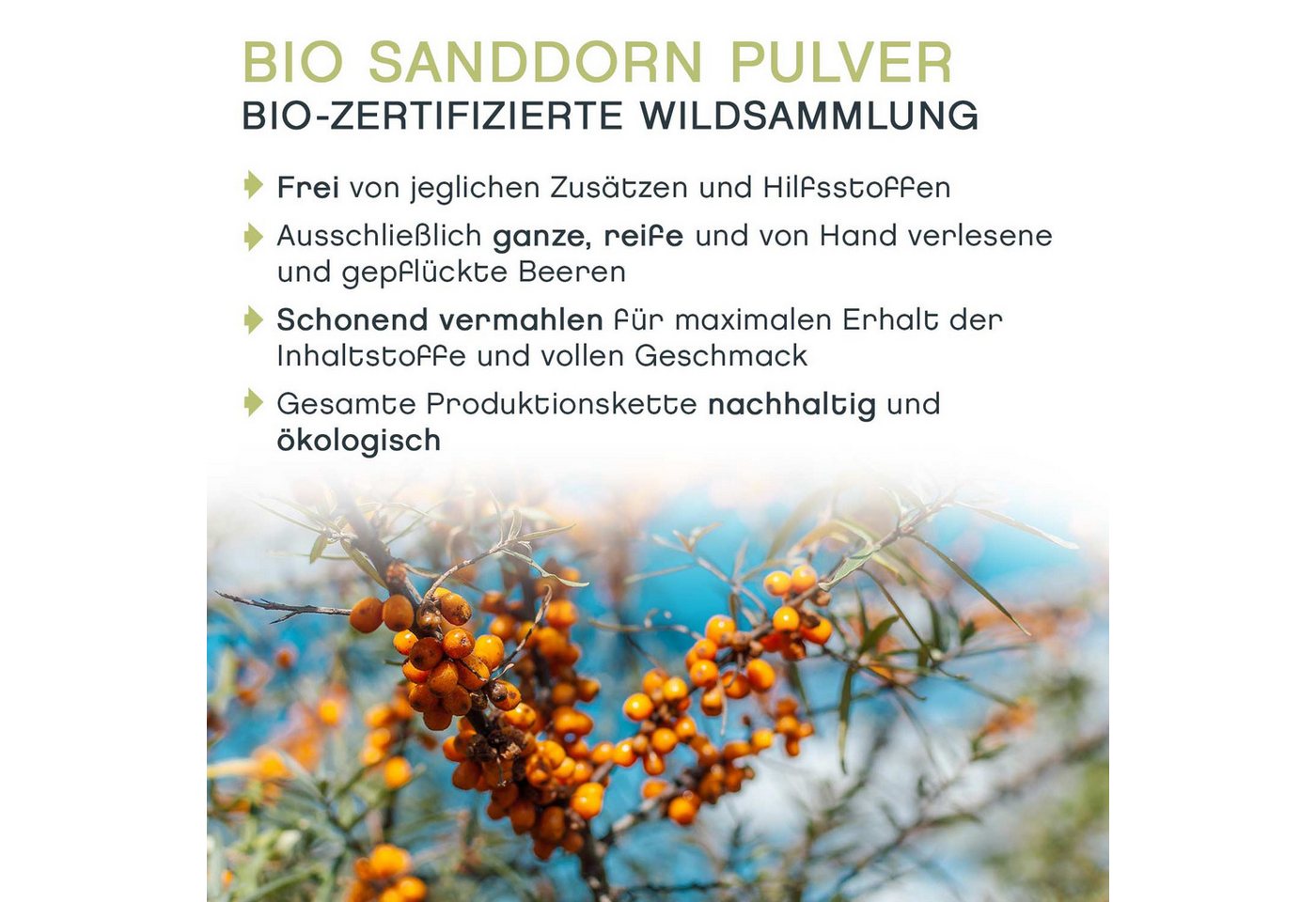 tea exclusive Gewürz Sanddorn Pulver, Wildsammlung BIO, 150g – Bild 3 von 4