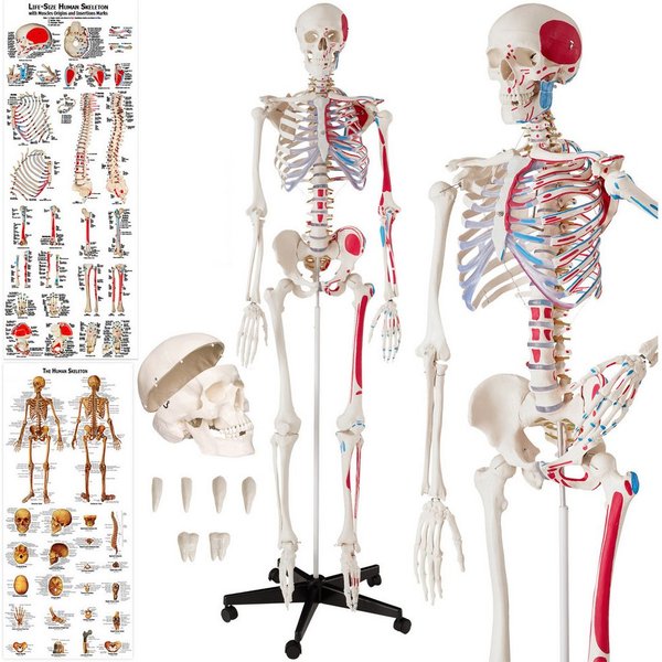 tectake Dekoobjekt Anatomieskelett, lebensgroß, beweglich, mit Rollständer (Menschliches Skelettmodell Günni, in Weiß), inkl. Anatomieposter und Staubschutzabde