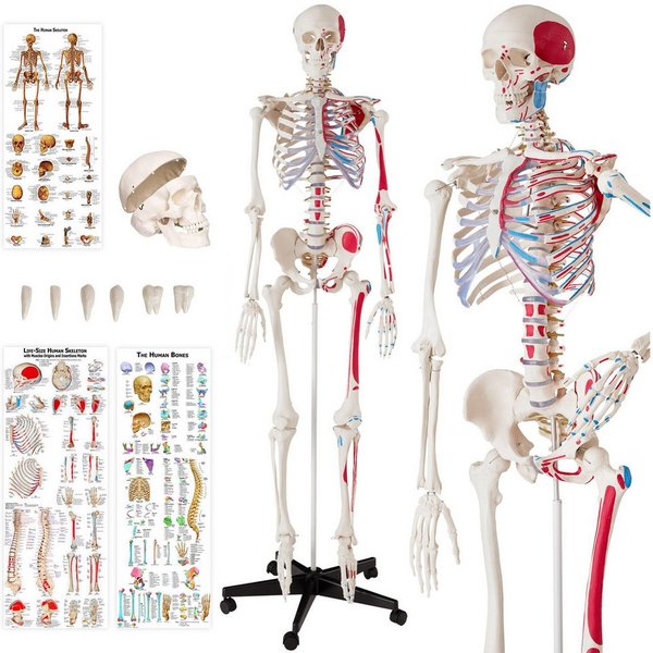 tectake Dekoobjekt Anatomieskelett lebensgroß mit beweglichen Teilen (Menschliches Skelettmodell, in Weiß), Mit Rollständer und Anatomieposter, Inkl. Zubehör