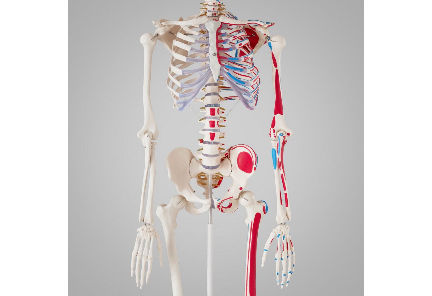 tectake Dekoobjekt Anatomieskelett lebensgroß mit beweglichen Teilen (Menschliches Skelettmodell, in Weiß), Mit Rollständer und Anatomieposter, Inkl. Zubehör – Bild 2 von 5