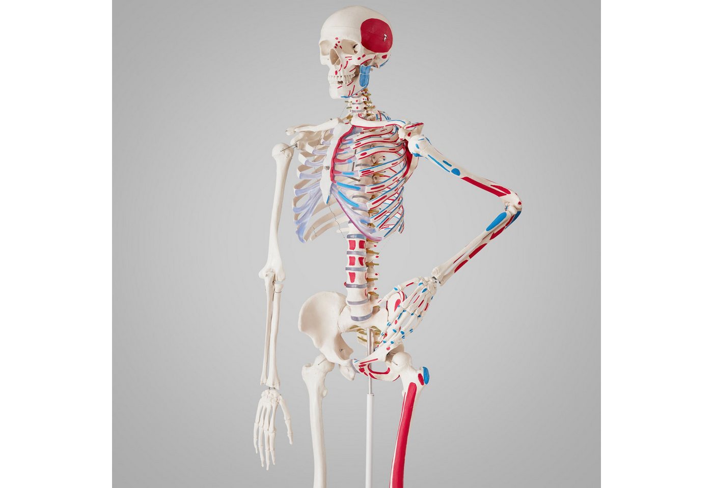 tectake Dekoobjekt Anatomieskelett lebensgroß mit beweglichen Teilen (Menschliches Skelettmodell, in Weiß), Mit Rollständer und Anatomieposter, Inkl. Zubehör – Bild 3 von 5