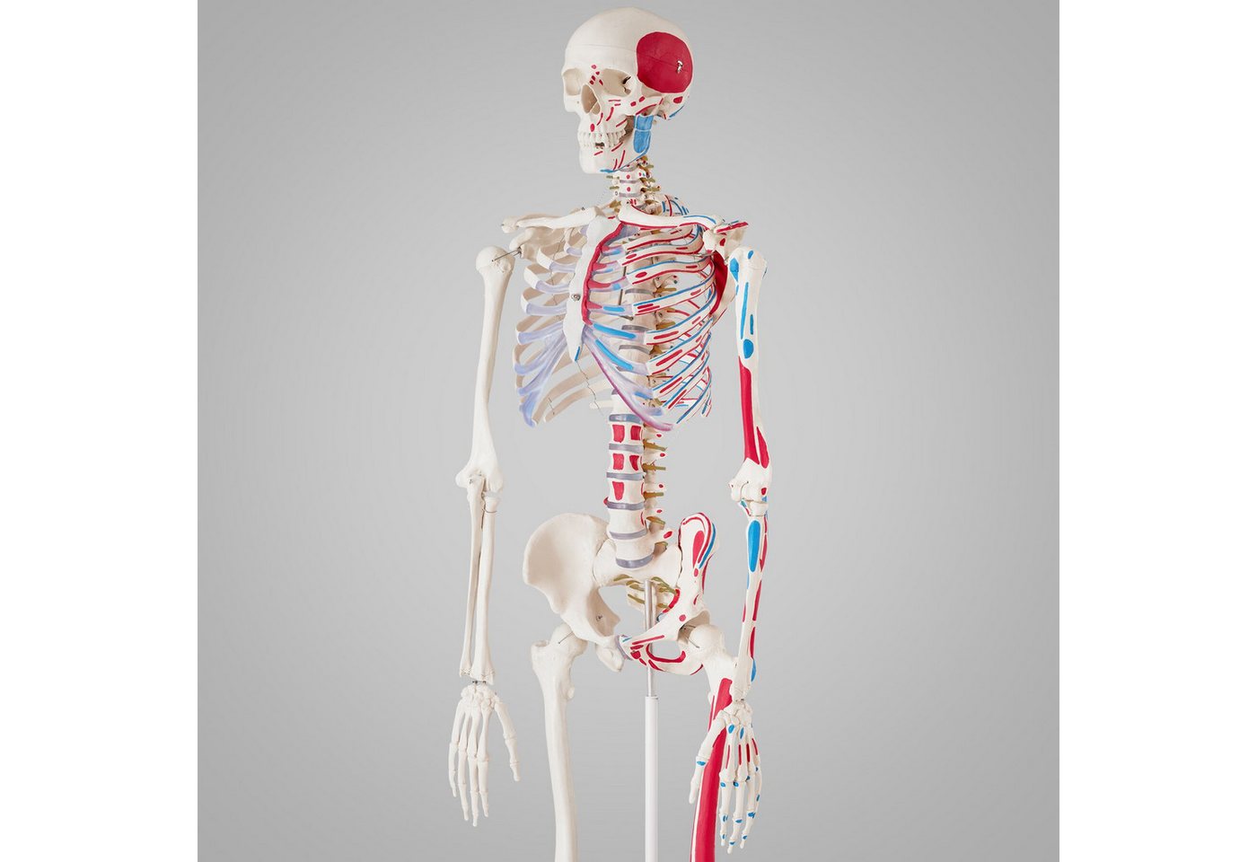 tectake Dekoobjekt Anatomieskelett lebensgroß mit beweglichen Teilen (Menschliches Skelettmodell, in Weiß), Mit Rollständer und Anatomieposter, Inkl. Zubehör – Bild 4 von 5