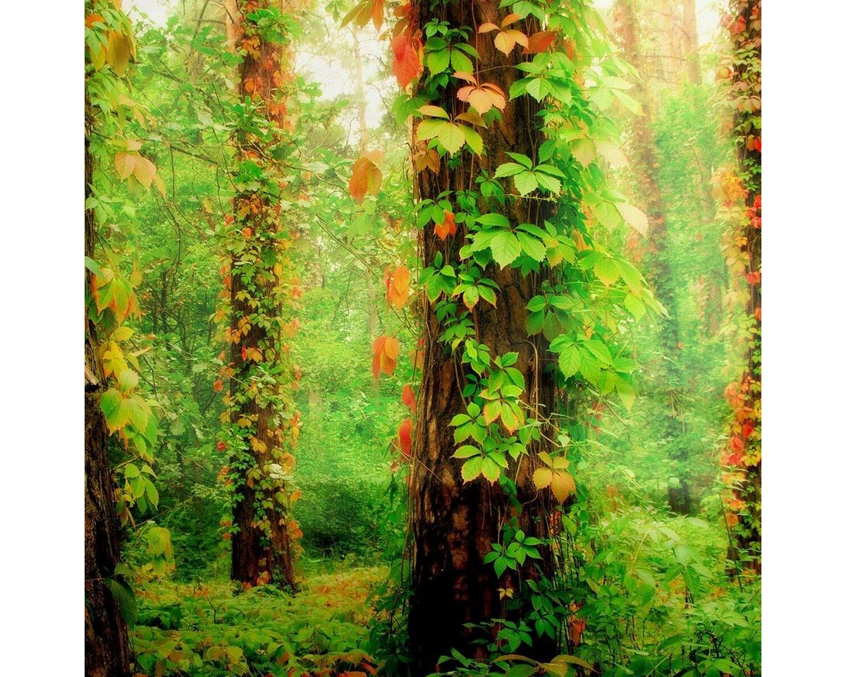 TRAUMSCHLAF Bettwäsche Waldlichtung, Renforce, 2 teilig, herrliches Design in strapazierfähiger Qualität – Bild 2 von 2