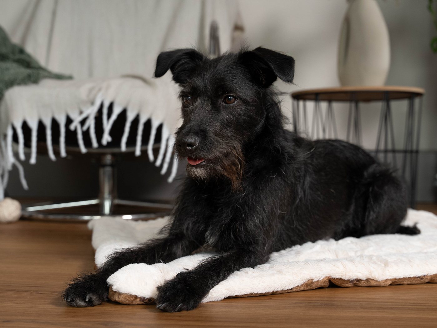 TrendPet Tierdecke Hundedecke "Relax", 100% Polyester, in verschiedenen Größen erhältlich – Bild 5 von 5