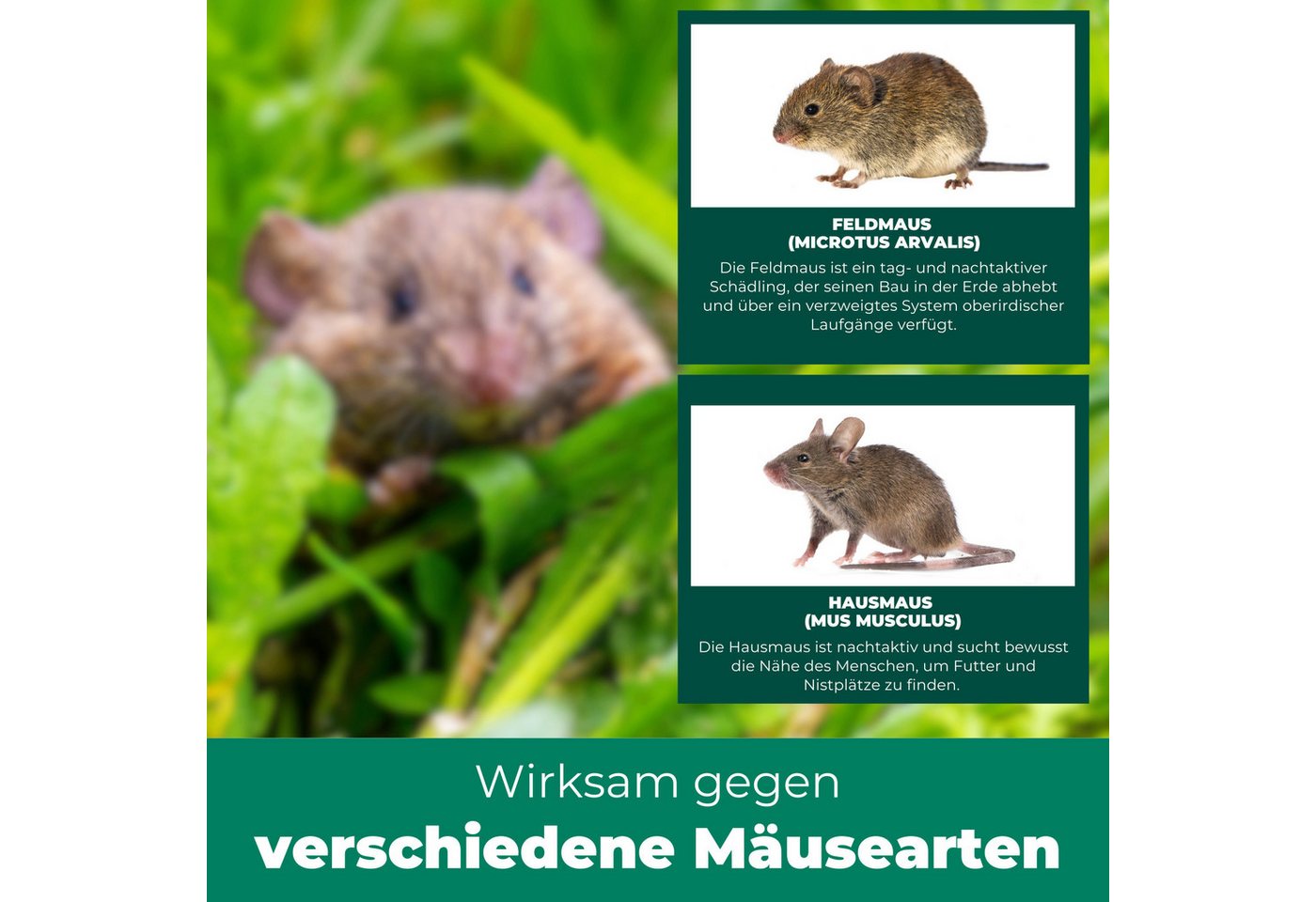 Silberkraft Vergrämungsmittel Silberkraft Mäuseabwehr, Repellent gegen Mäusebefall, 500 ml, 1-St., Mäuseabwehr für Haus & Garten, wirksame Alternative zu Gift & – Bild 5 von 5