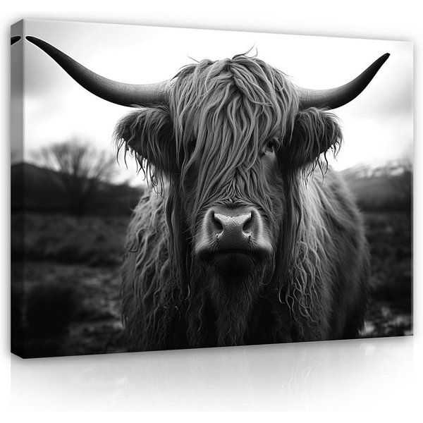 Wallarena Leinwandbild Kuh szkocka Tiere - Grau - Modern - Wohnzimmer, Kuh szkocka, 40x30x2cm