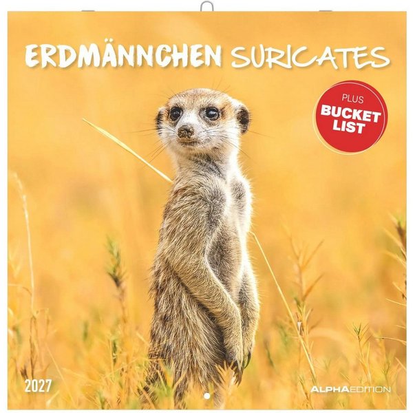 Wandkalender Erdmännchen 2027