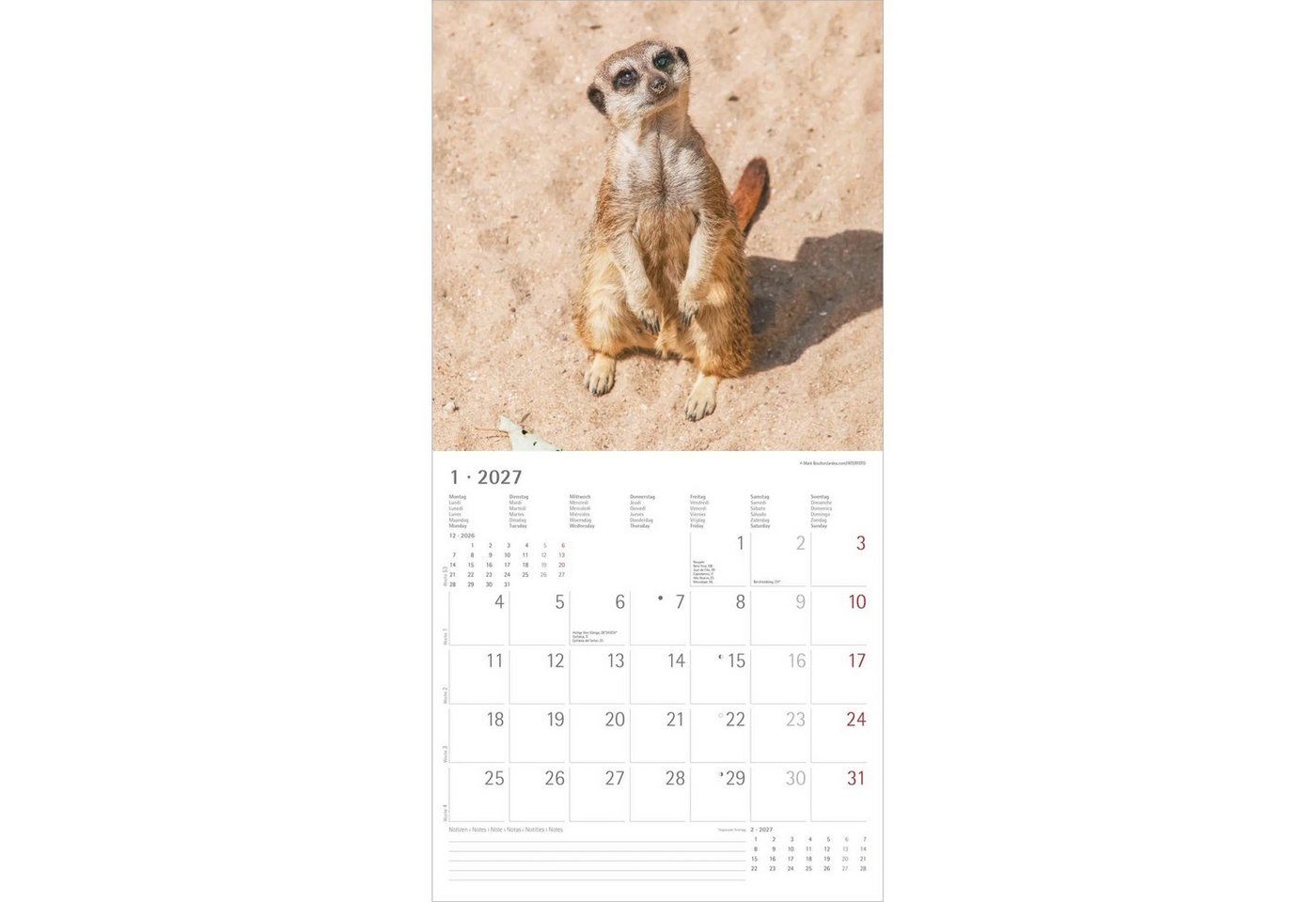 Wandkalender Erdmännchen 2027 – Bild 2 von 5