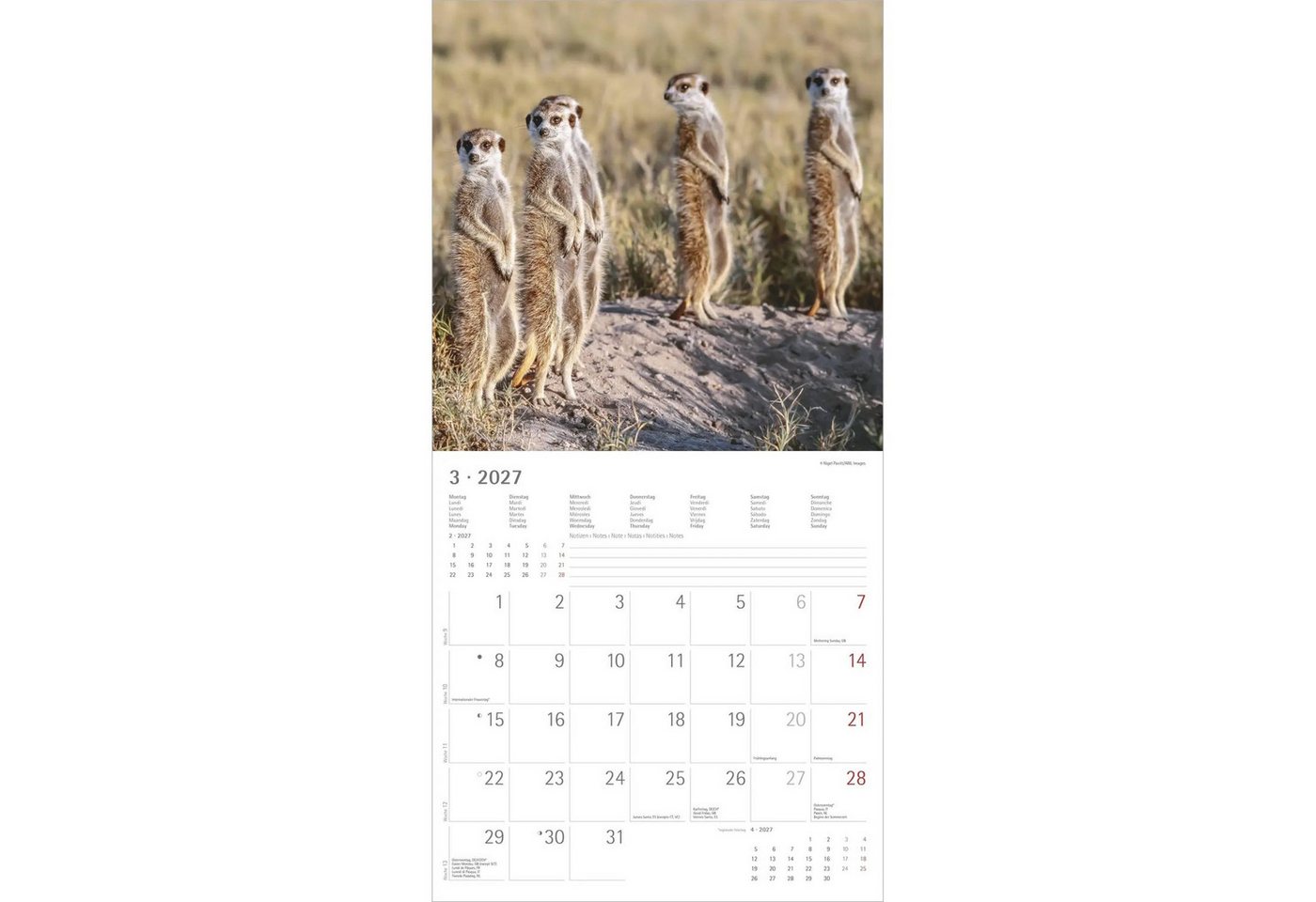 Wandkalender Erdmännchen 2027 – Bild 3 von 5