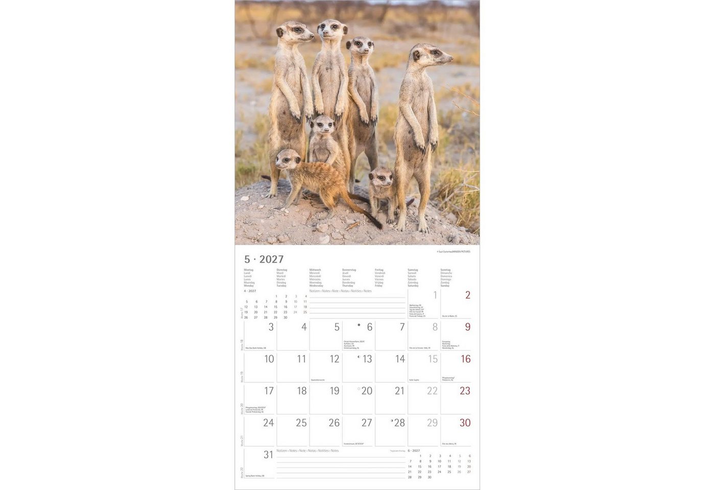 Wandkalender Erdmännchen 2027 – Bild 4 von 5