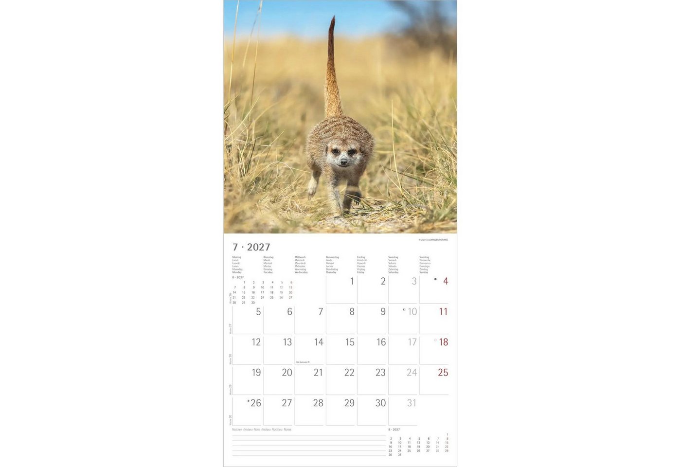 Wandkalender Erdmännchen 2027 – Bild 5 von 5