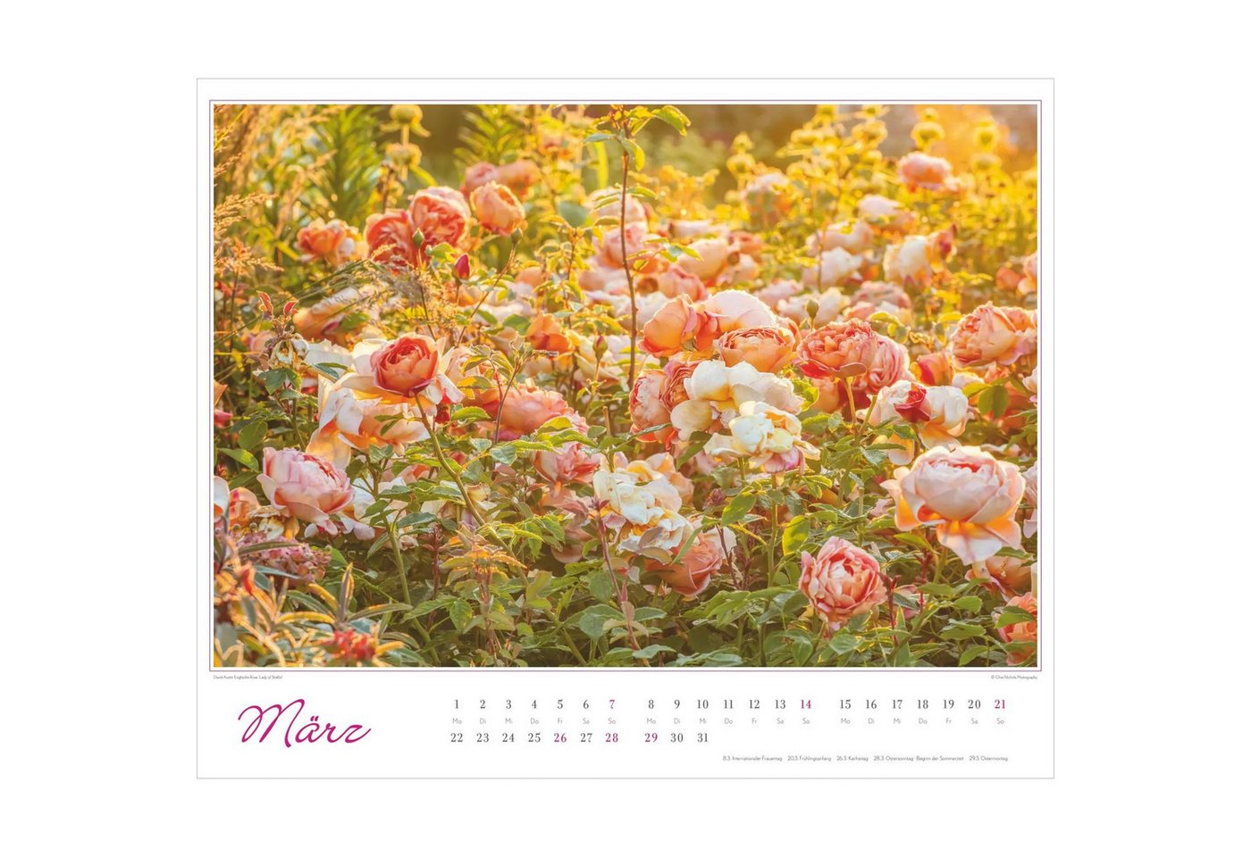 Wandkalender Im Rosengarten 2027 – Bild 3 von 5