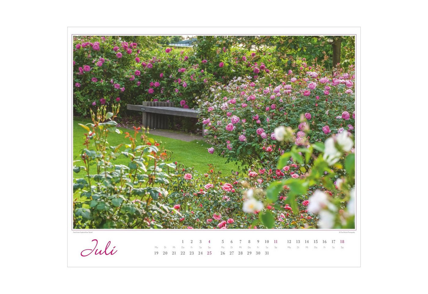 Wandkalender Im Rosengarten 2027 – Bild 5 von 5