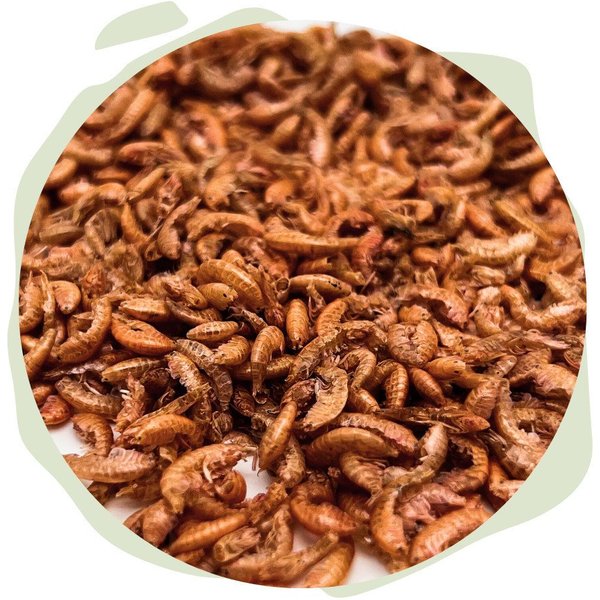 Warnick´s Tierfutterservice Bachflohkrebse "Gammarus" - Naturfutter für Fische & Reptilien, Ergänzungsfutter für: Fische, Reptilien