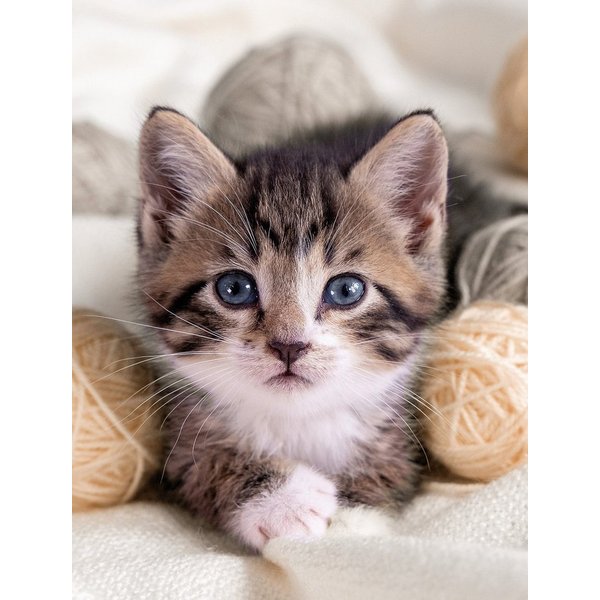 Wohndecke Wohndecke, Coral-Fleece Tiermotive: Katze