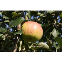 Zwergapfelbaum »Jonagold«, 1 Spindel, 1,8 - 2 Meter Wuchshöhe, mittelgroße süße Früchte
