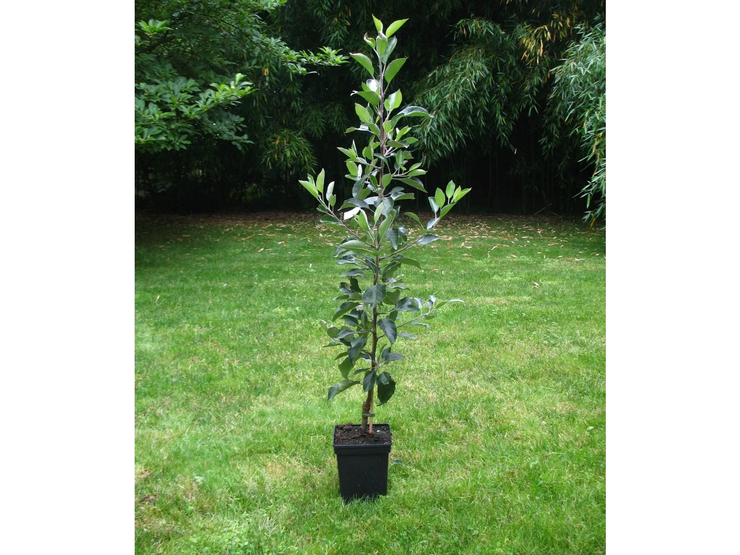 Zwergapfelbaum »Jonagold«, 1 Spindel, 1,8 - 2 Meter Wuchshöhe, mittelgroße süße Früchte – Bild 2 von 2